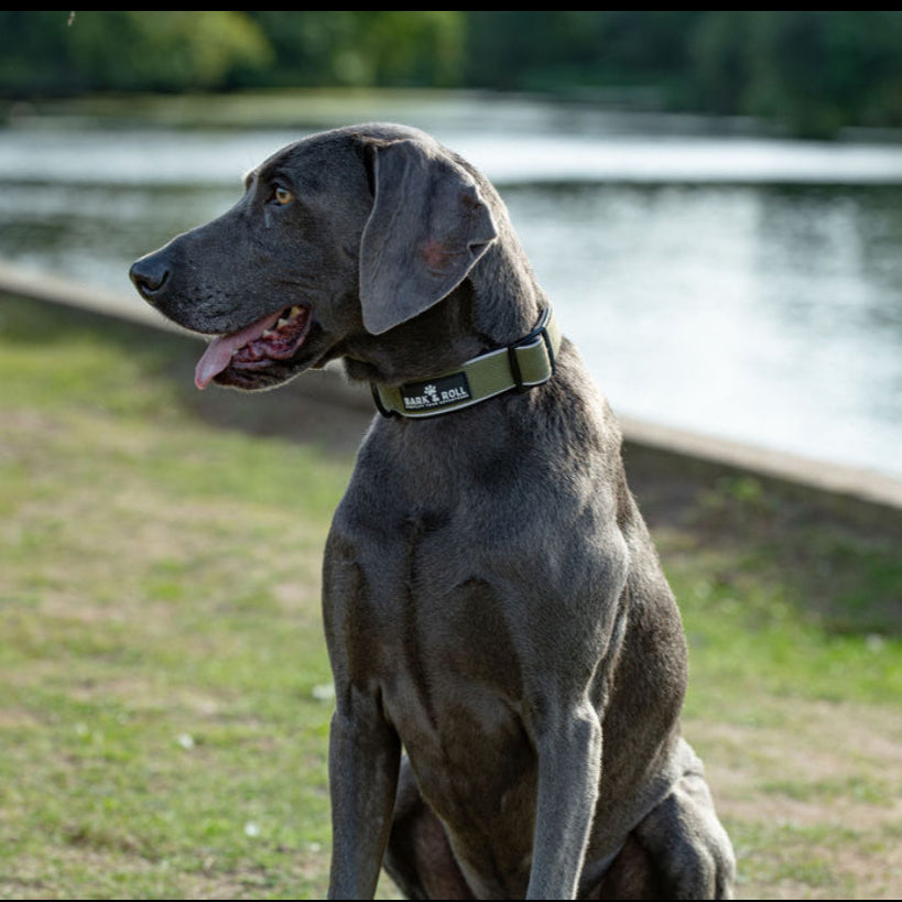 Adventure Collar