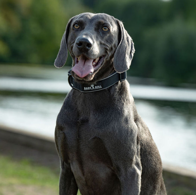 Adventure Collar